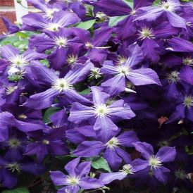 Jackmanii Clematis Product Image
