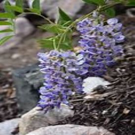 Blue Moon Wisteria Product Image