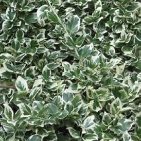 Emerald Gaiety Euonymus Product Image