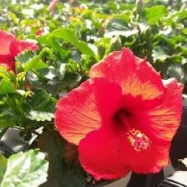 Hibiscus Red Product Image
