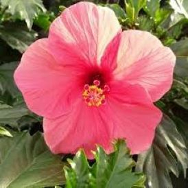 Hibiscus Versicolour Pink Product Image